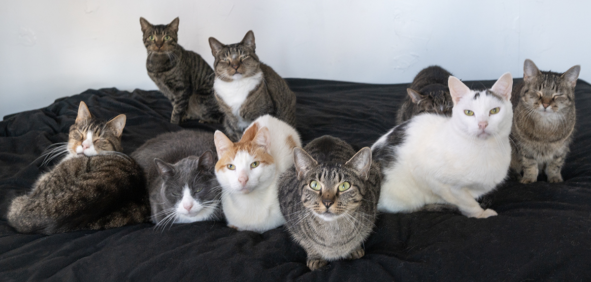 Top Cat Sanctuary 9 cats photo